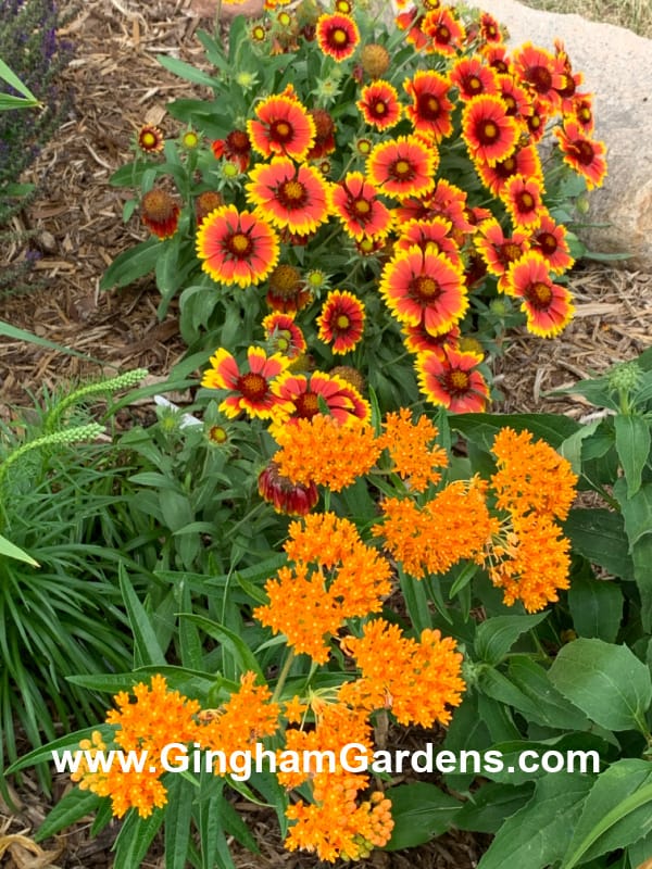 Orange butterfly weed and blanket flowers
