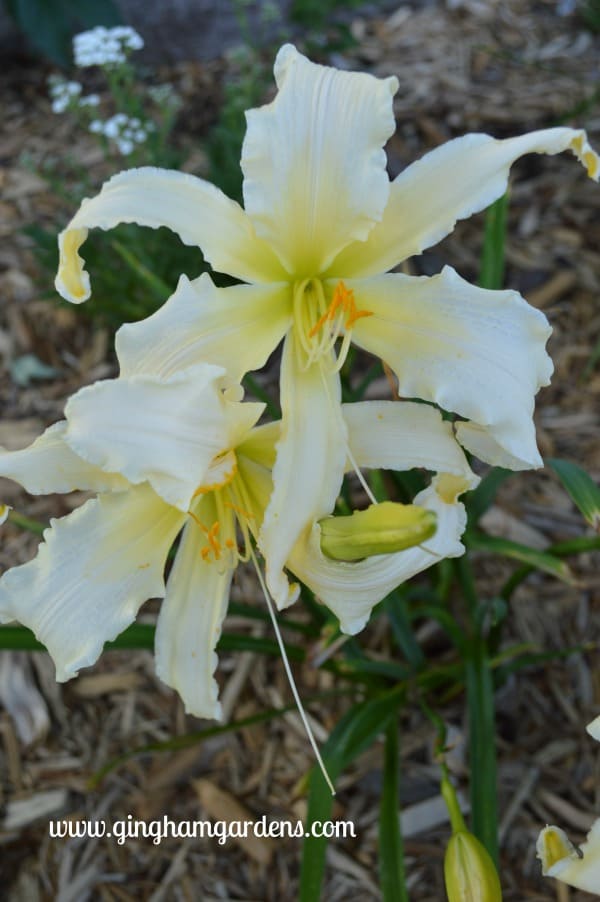 Daylily - Heavenly Angel Ice