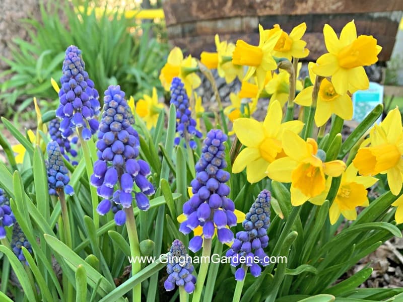 Grape Hyacinth and Daffodils - Plant Spring Bulbs in the Fall