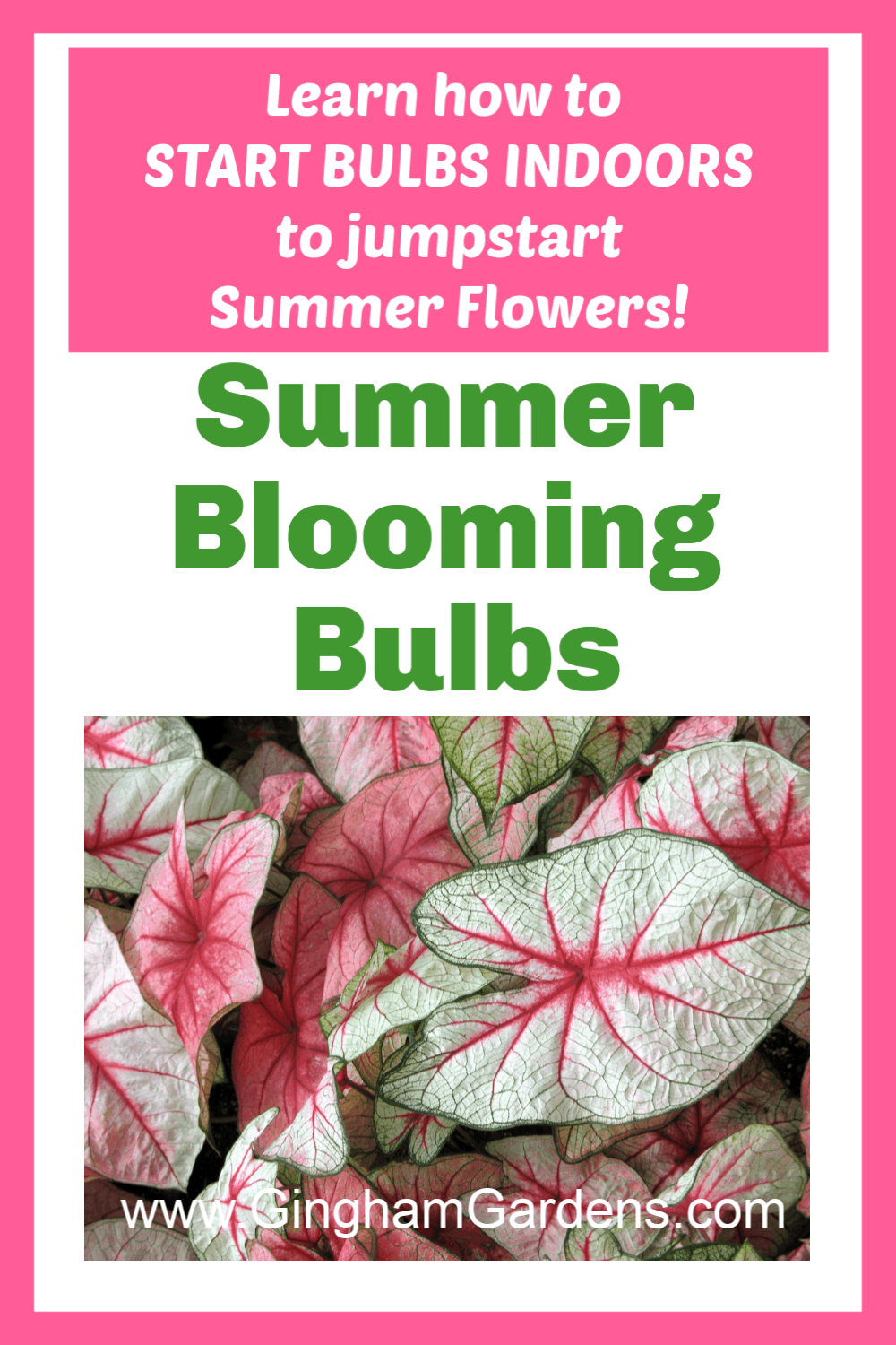 Image of Caladium Plants with Text Overlay - Summer Blooming Bulbs