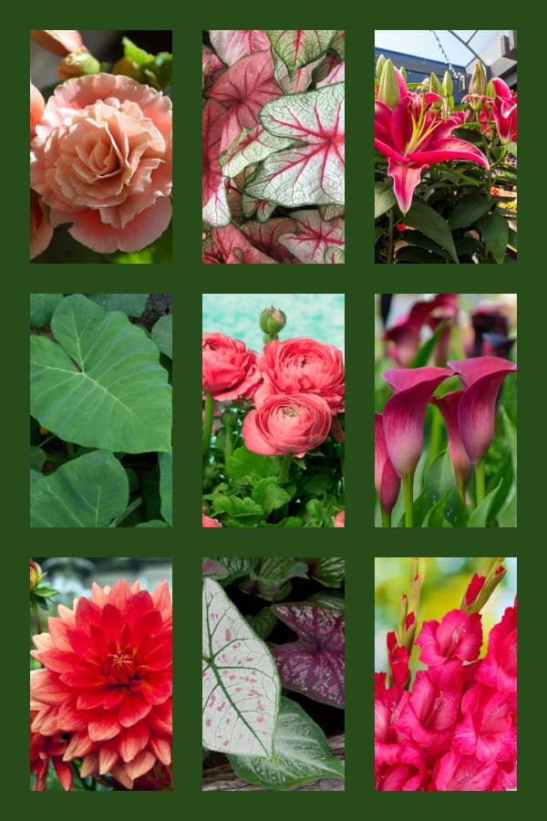 Images of Summer Flower Bulbs