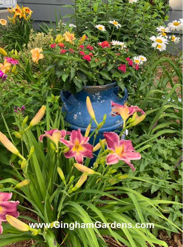 Image of a vintage milk can in a flower garden.
