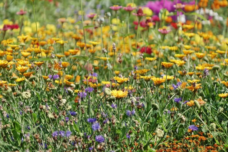 Image of wildflowers included in article - 14 Plants Not to Grow in Your Garden