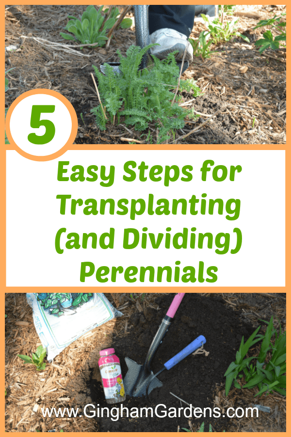 How to Transplant and Divide Perennial Plants