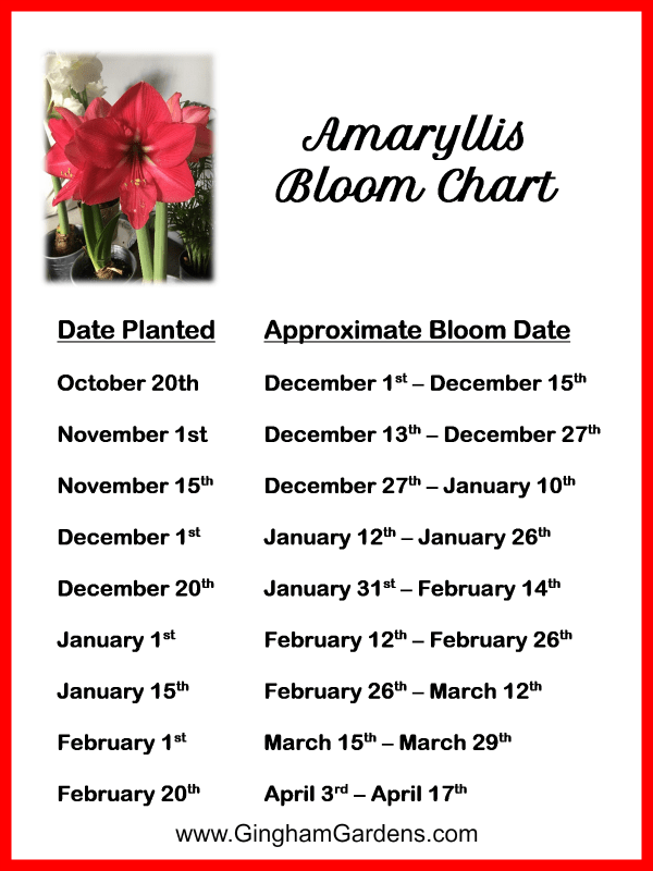 Amaryllis Bloom Time Chart