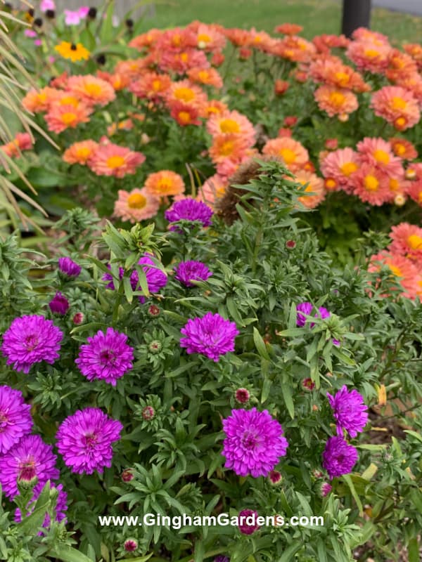 Purple asters and coral mums in a fall flower garden.