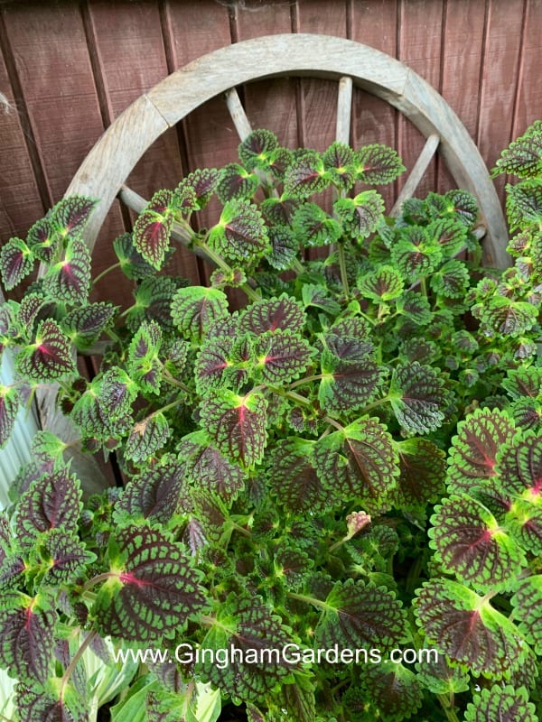How to Save Coleus Plants From Your Garden