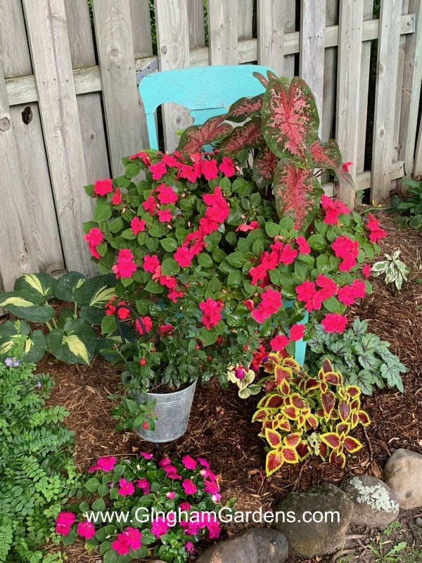 Overwinter Container Plants