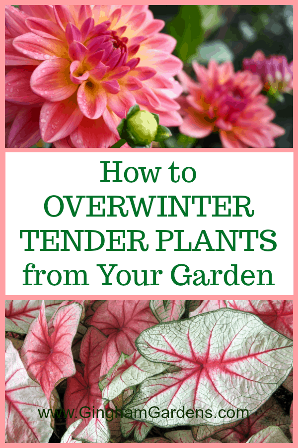 How to Overwinter Tender Plants