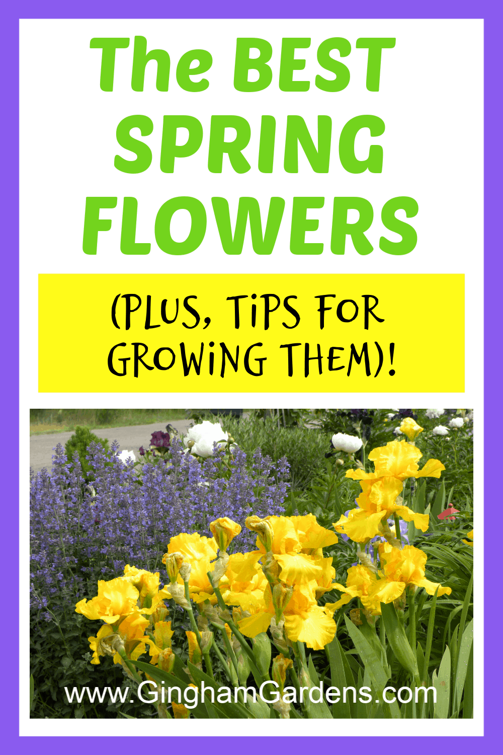 Image of Flowers with text overlay - The Best Spring Flowers and tips for growing them