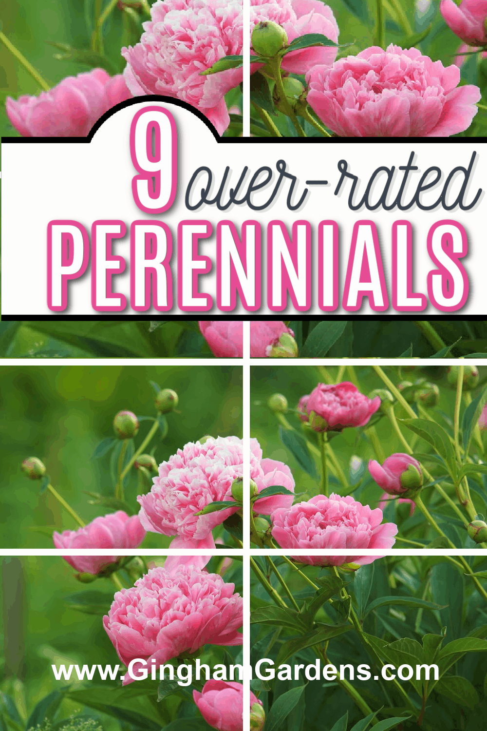 Images of Peony Flowers with text overlay 9 over-rated Perennials