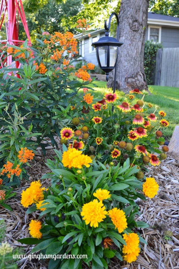 Perennial Flowers - coreopsis, gaillardia and butterfly weed
