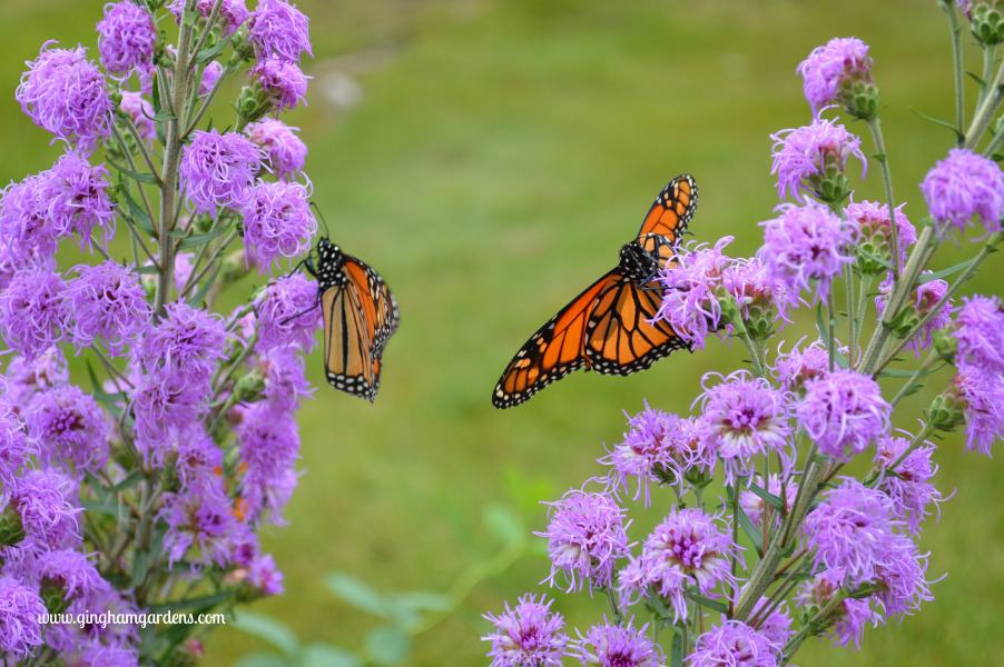image of monarch butterflies on meadow blazingstar liatris, a native flower.