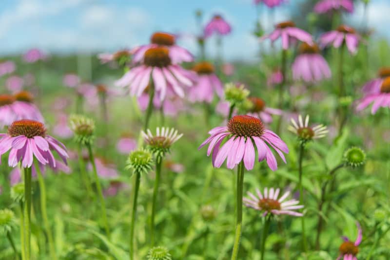 Image of Purple Coneflower - Native Plants for Your Garden