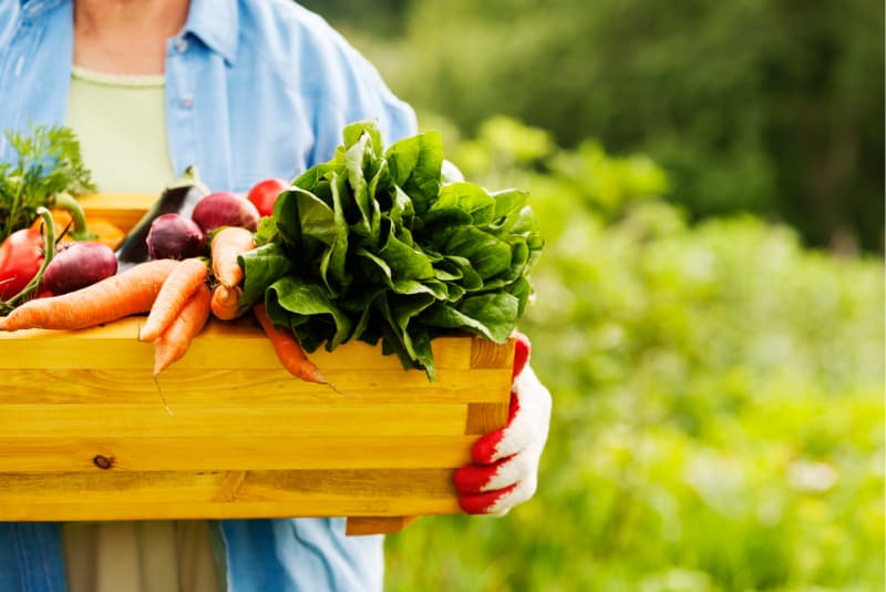 Image of Gardener holding a crate of fresh vegetables
