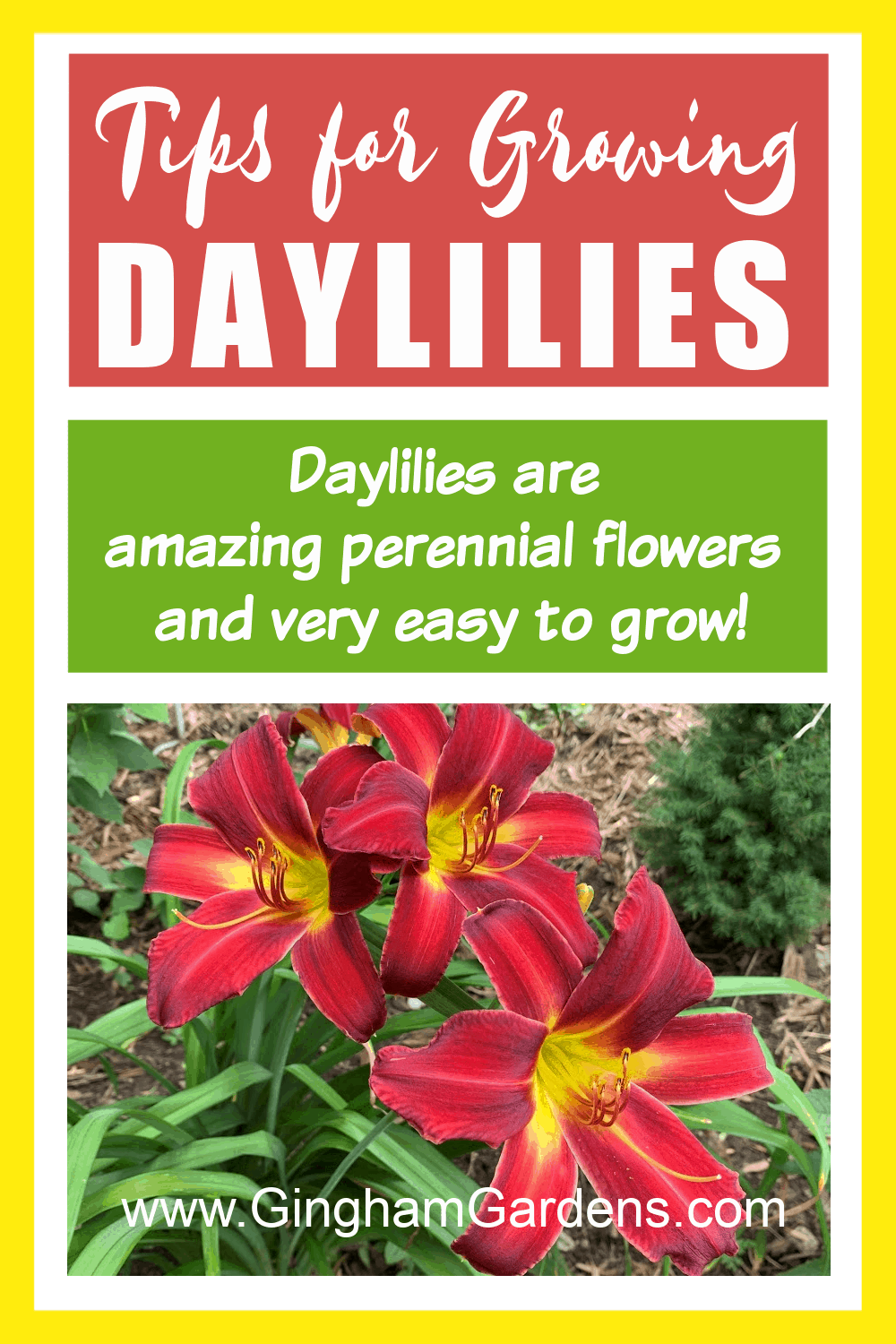 Image of Daylily flowers with text overlay - Tips for Growing Daylilies