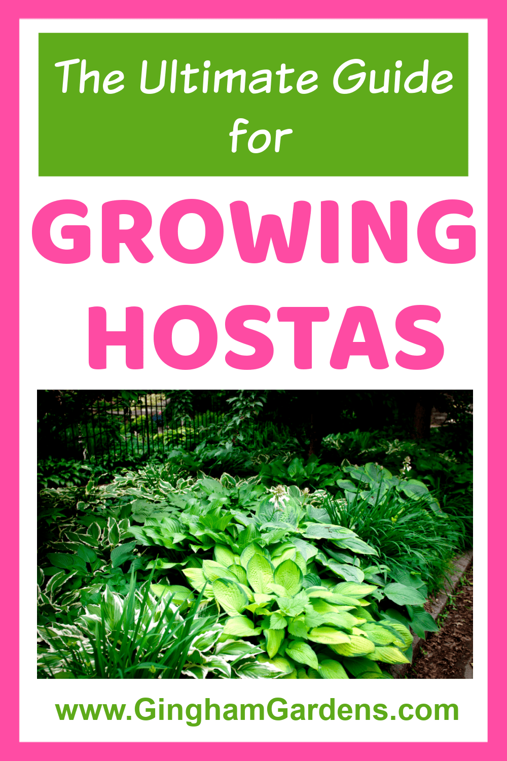 Image of a Hosta Garden with text overlay - The Ultimate Guide for Growing Hostas