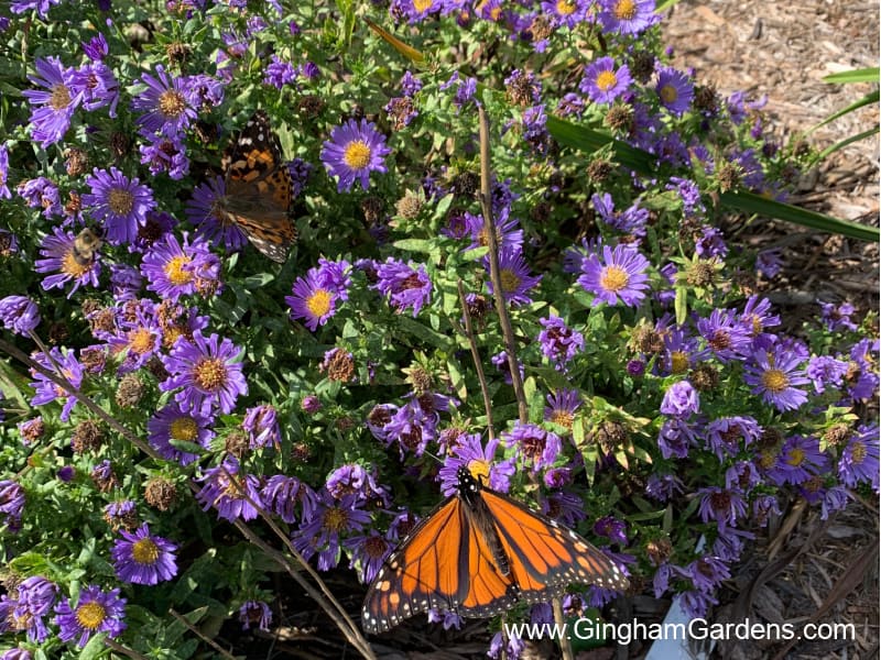 Image of fall asters and butterflies