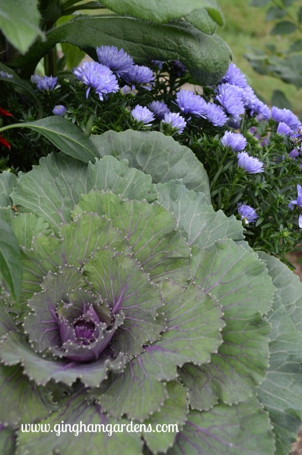 Image of ornamental kale and asters.