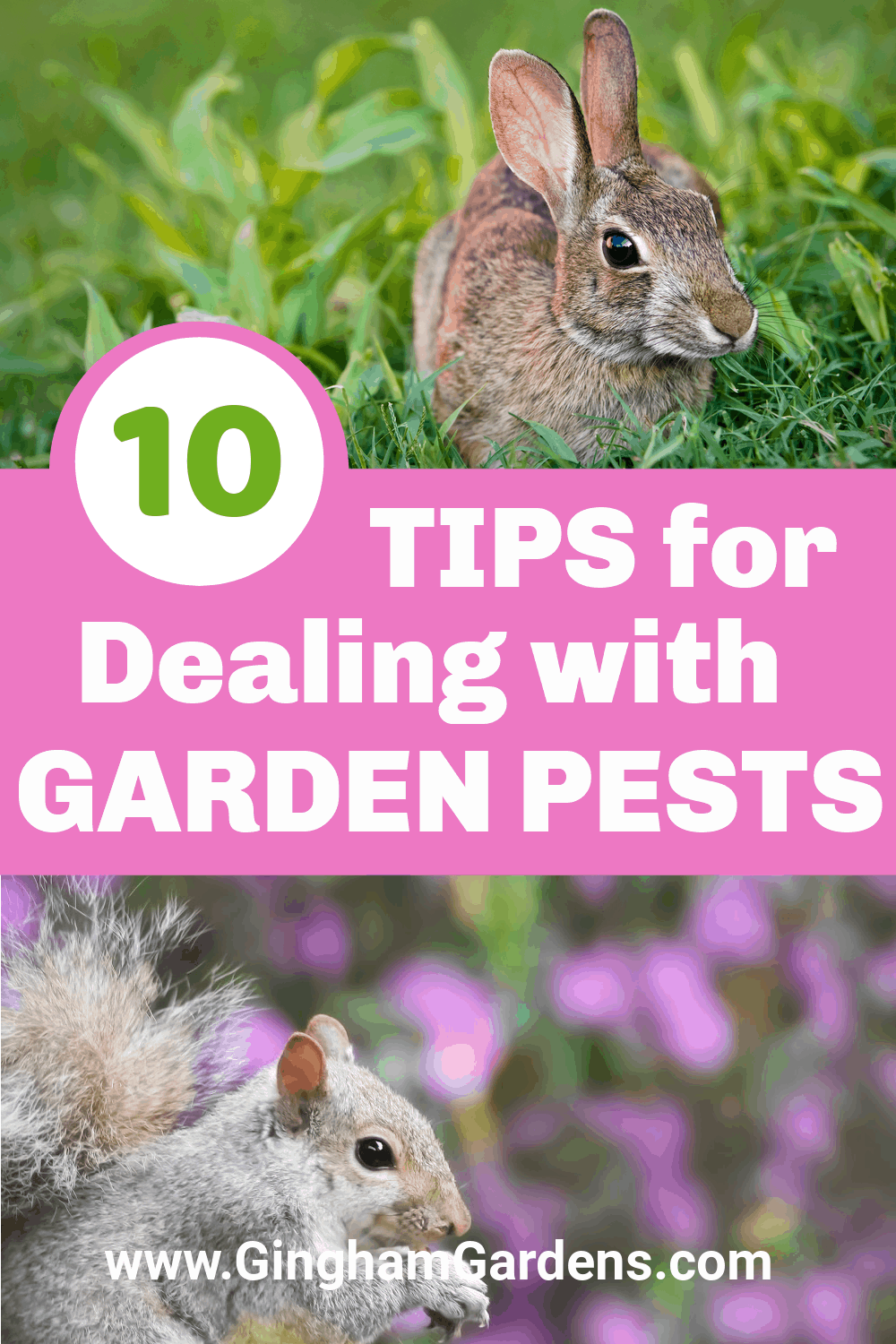 Images of squirrel and rabbit in gardens with text overlay - 10 Tips for Dealing with Garden Pests
