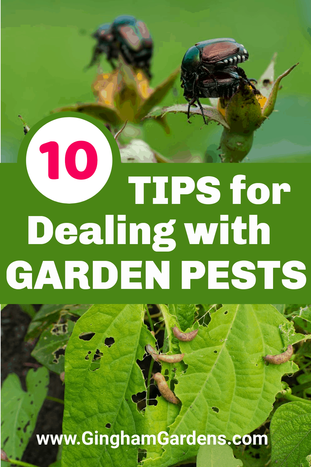 Images of bugs on plants with text overlay - 10 Tips for Dealing with Garden Pests