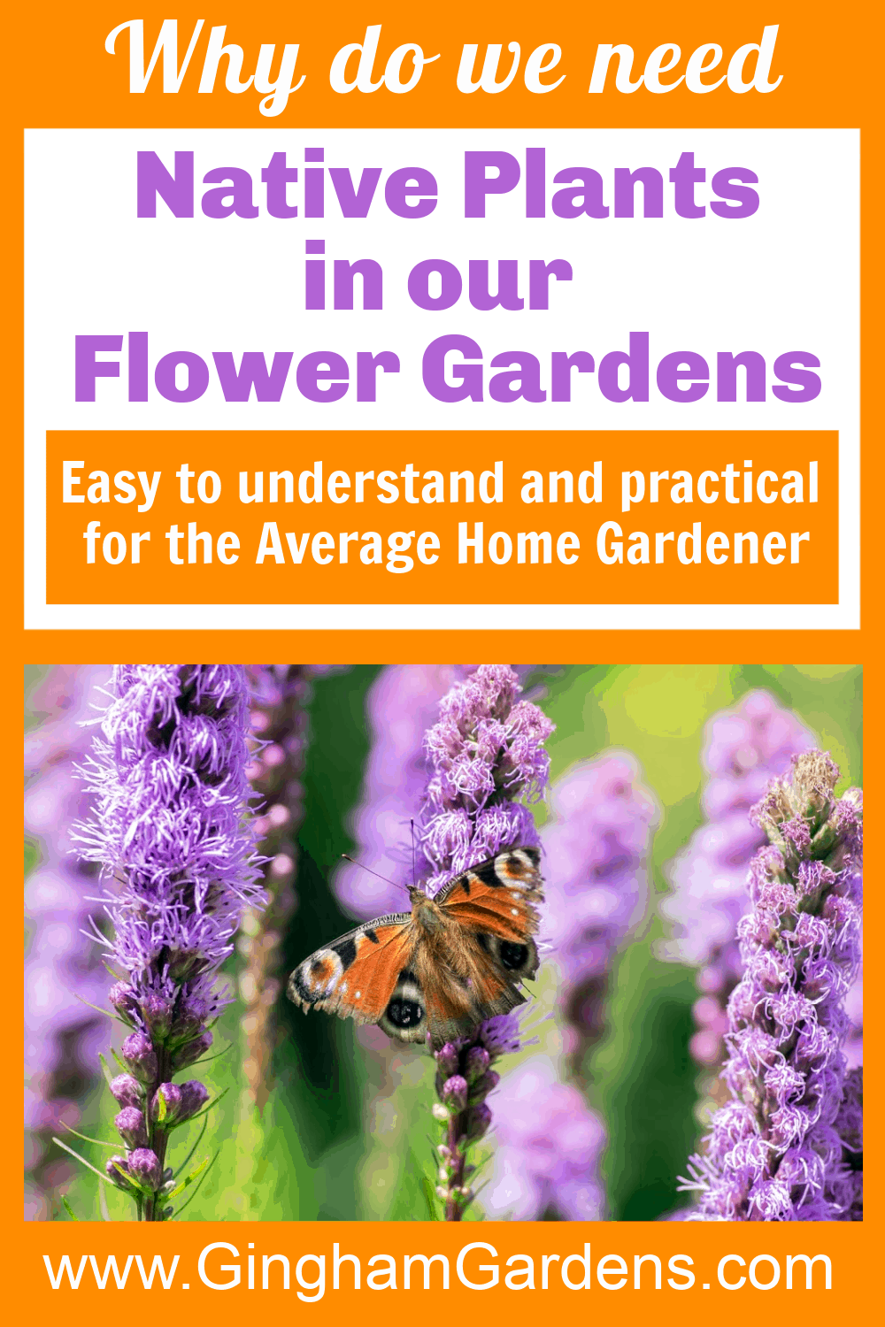 Image of Flowers and a butterfly with text overlay - Why do we need Native Plants in our Flower Gardens
