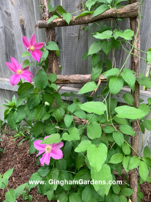 Image of a tree branch ladder with clematis vine