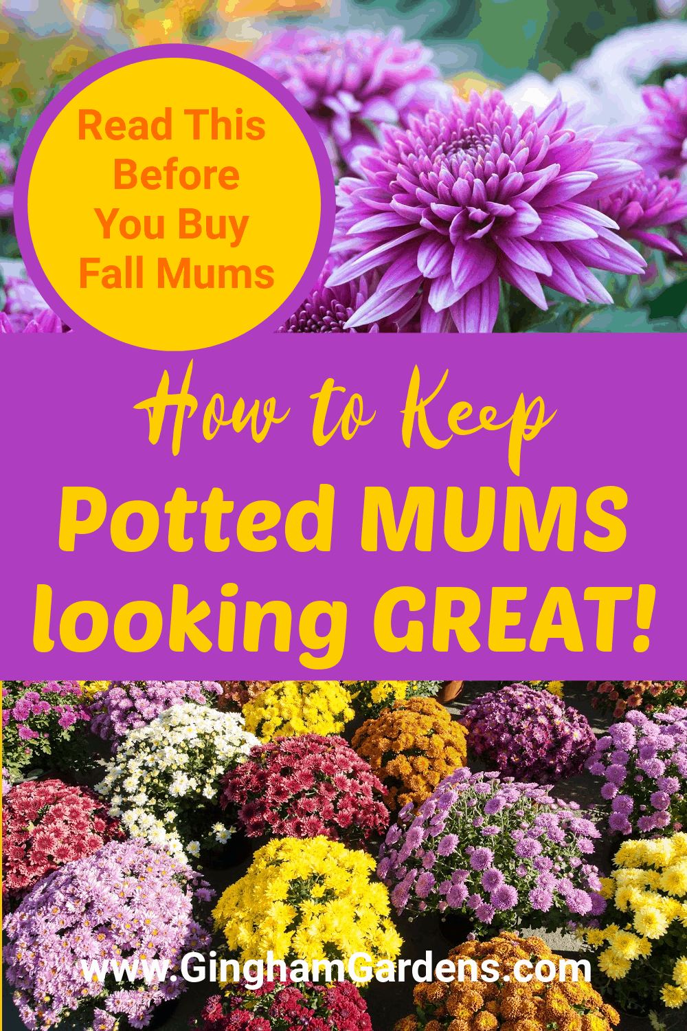 Image of Chrysanthemums with text overlay - how to keep potted mums looking great