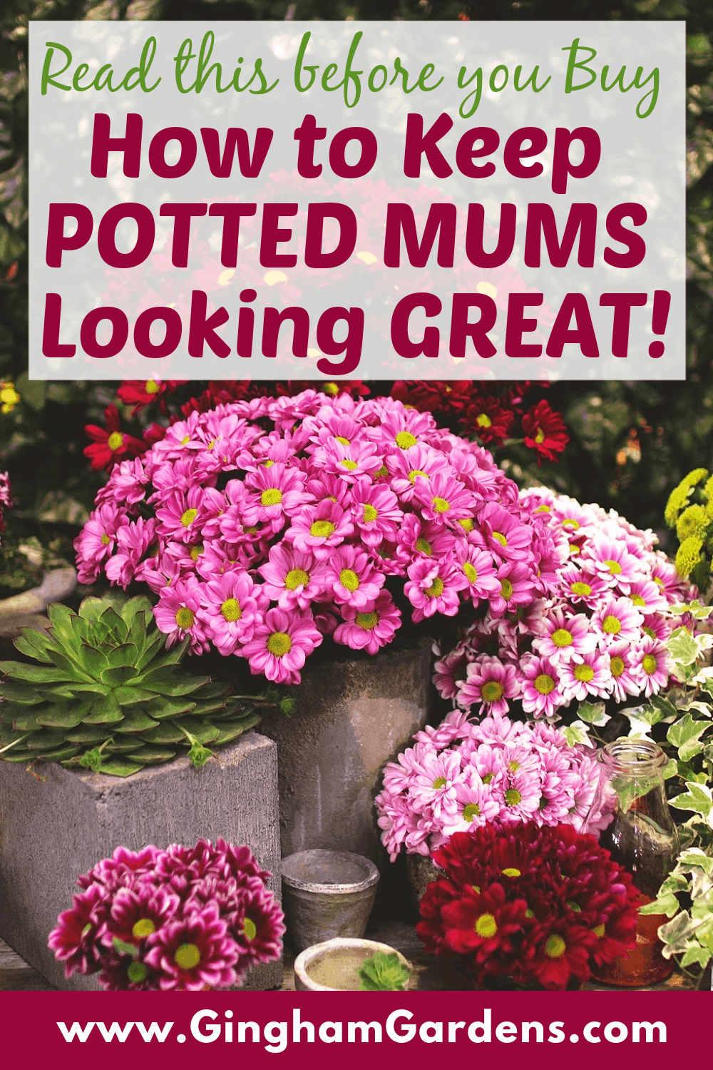 Image of Mum Flowers with Text Overlay - How to Keep Potted Mums Looking Great