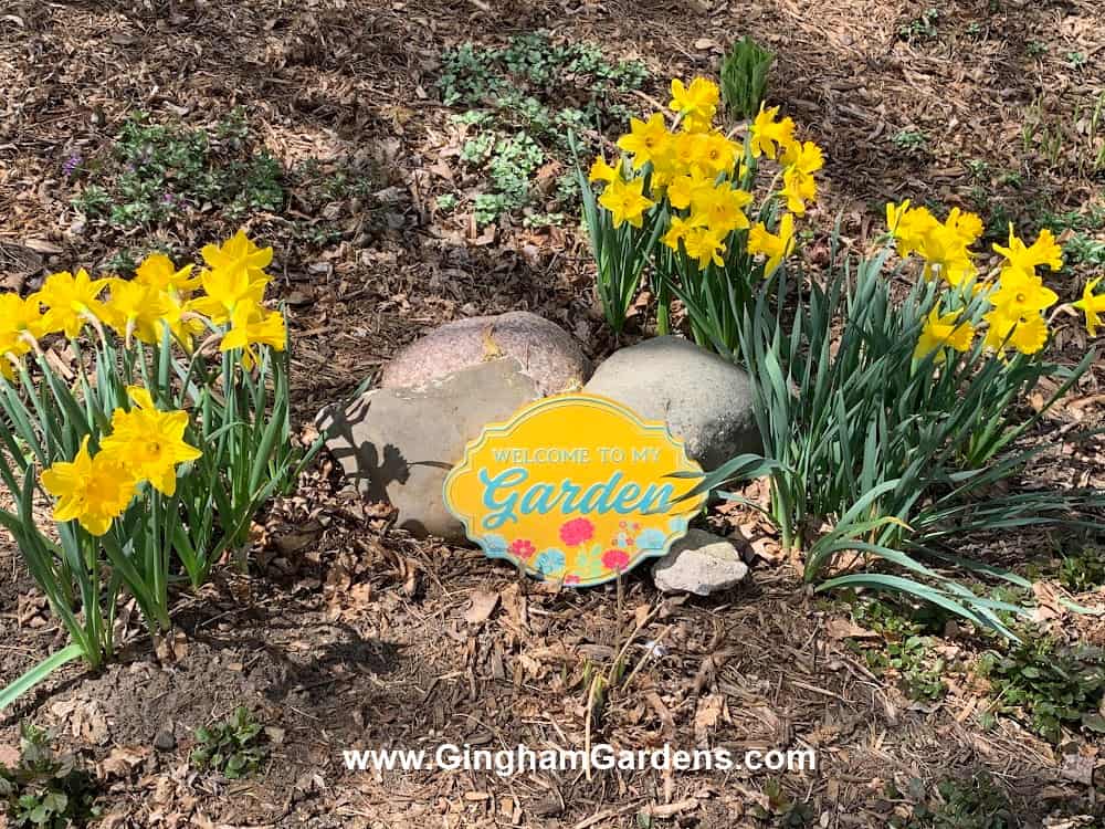 Yellow daffodils in a spring garden