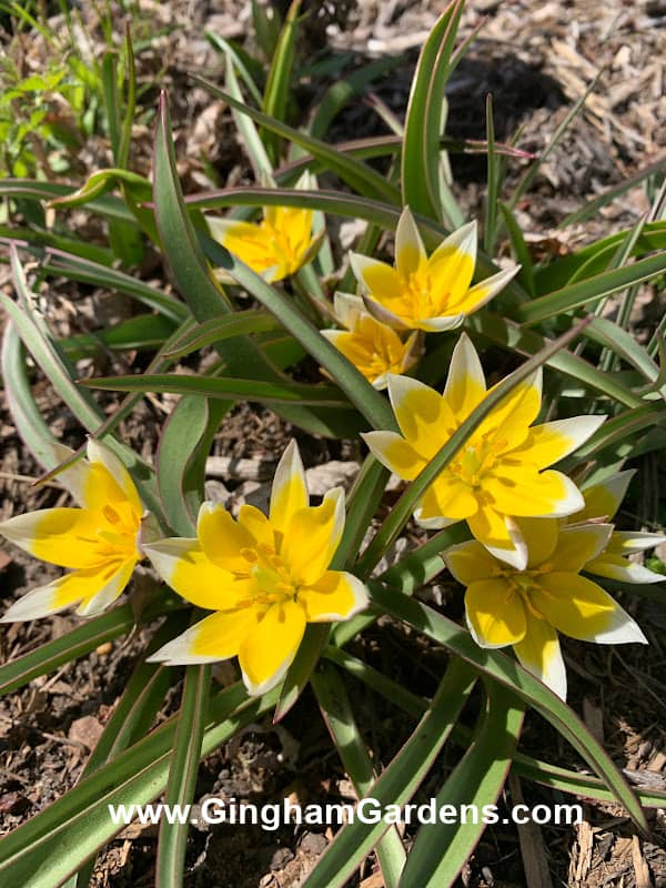 Yellow species tulips