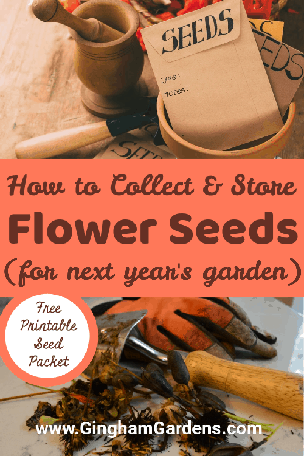 Images of Seeds with Text Overlay - How to Collect and Store Flower Seeds
