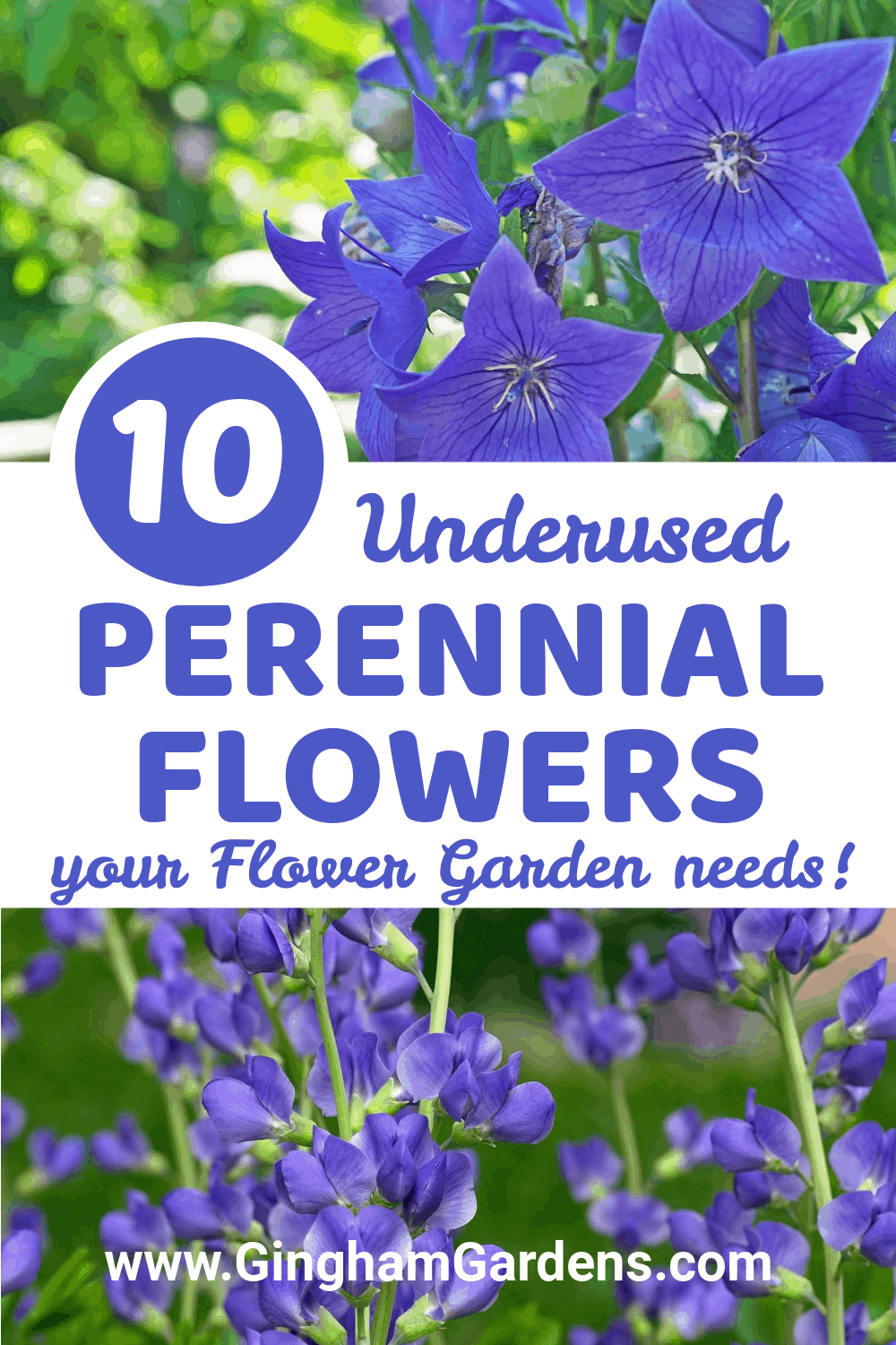 Images of flowers with text overlay - 10 Underused Perennial Flowers