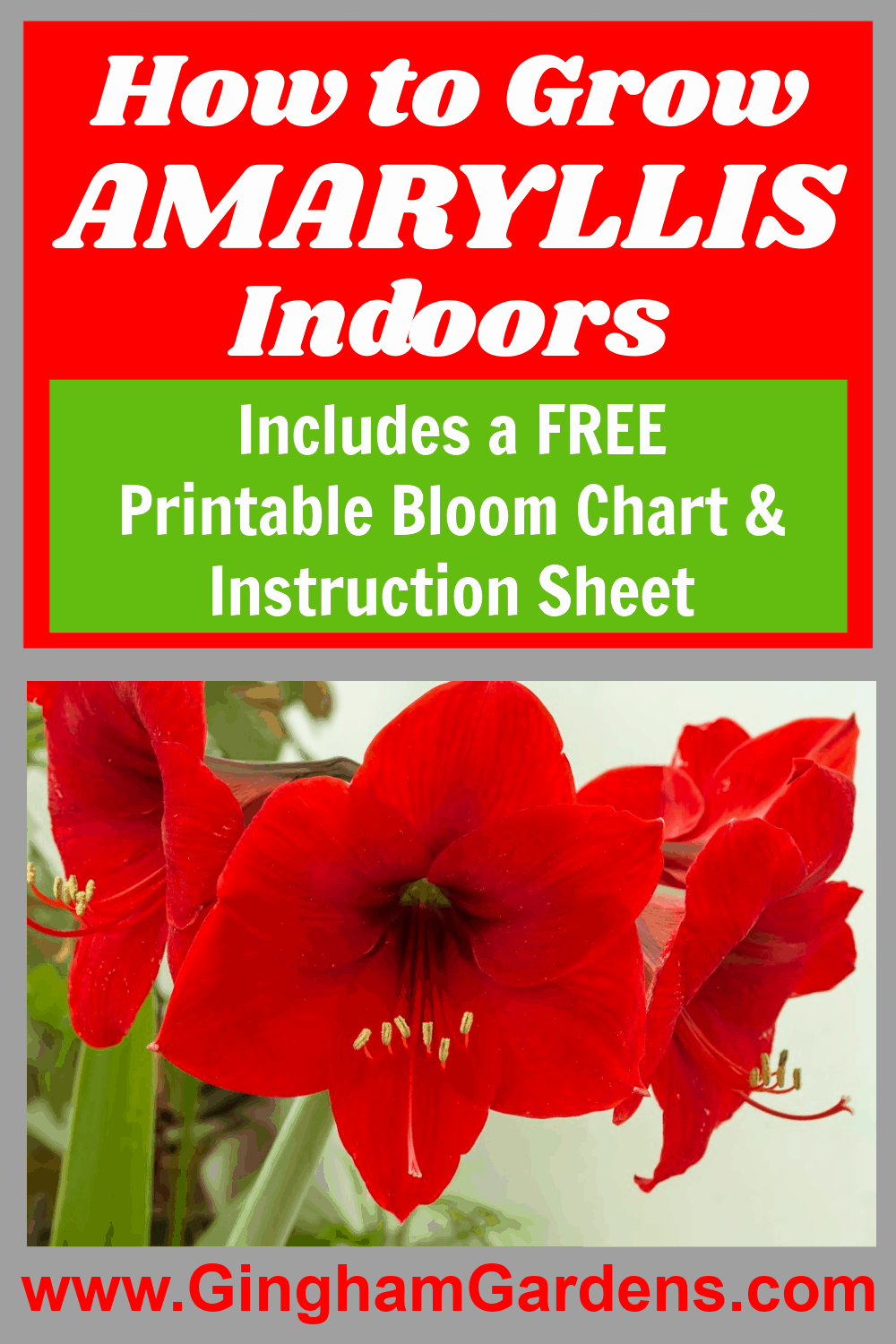 Image of a red amaryllis with text overlay - How to grow amaryllis indoors.