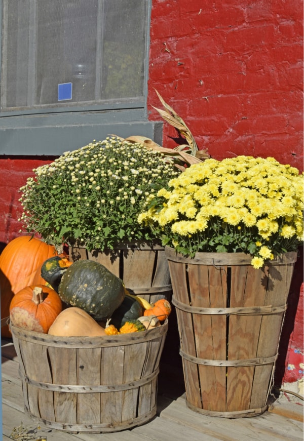 Image of fall flowers and pumpkins