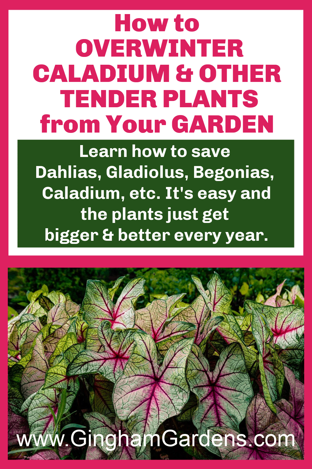 Image of Caladium plants with text overlay - How to Overwinter Caladium and other tender plants from Your Garden
