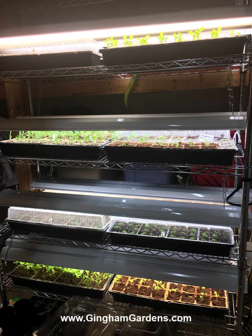 Indoor seed starting shelves