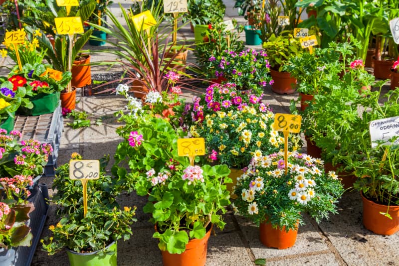 نباتات وزهور للحدائق للبيع