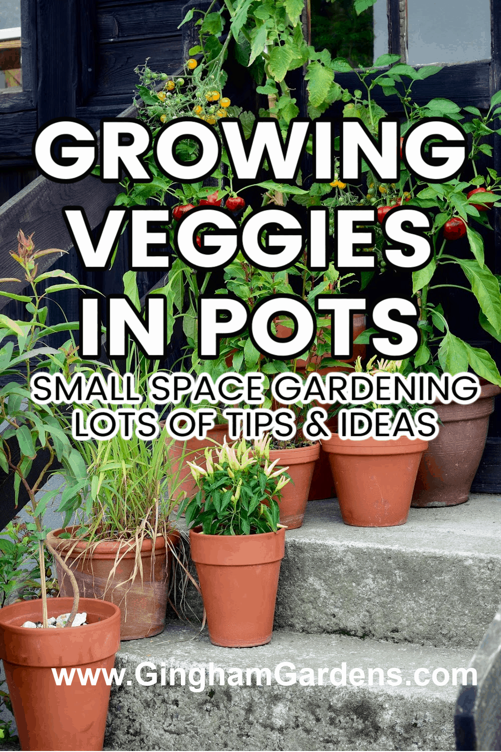 Image of Vegetable Container Garden with text overlay - Growing Veggies in Pots