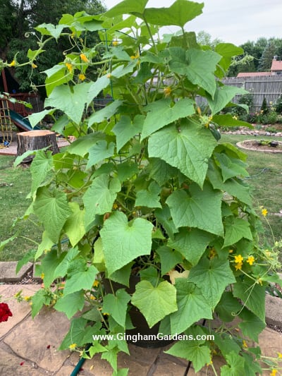 Cucumber plant growing in a planter
