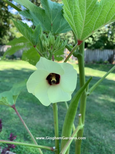 Okra growing in a planter