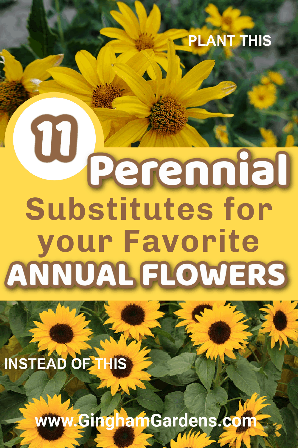 Images of Sunflowers with text overlay - 11 Perennial Substitutes for your Favorite Annual Flowers