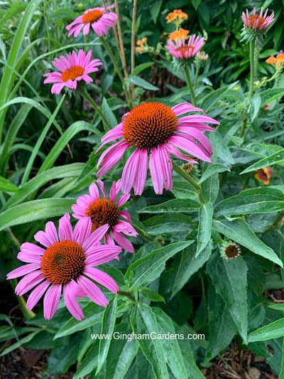 Coneflowers - Tough Perennials That Can Take Abuse