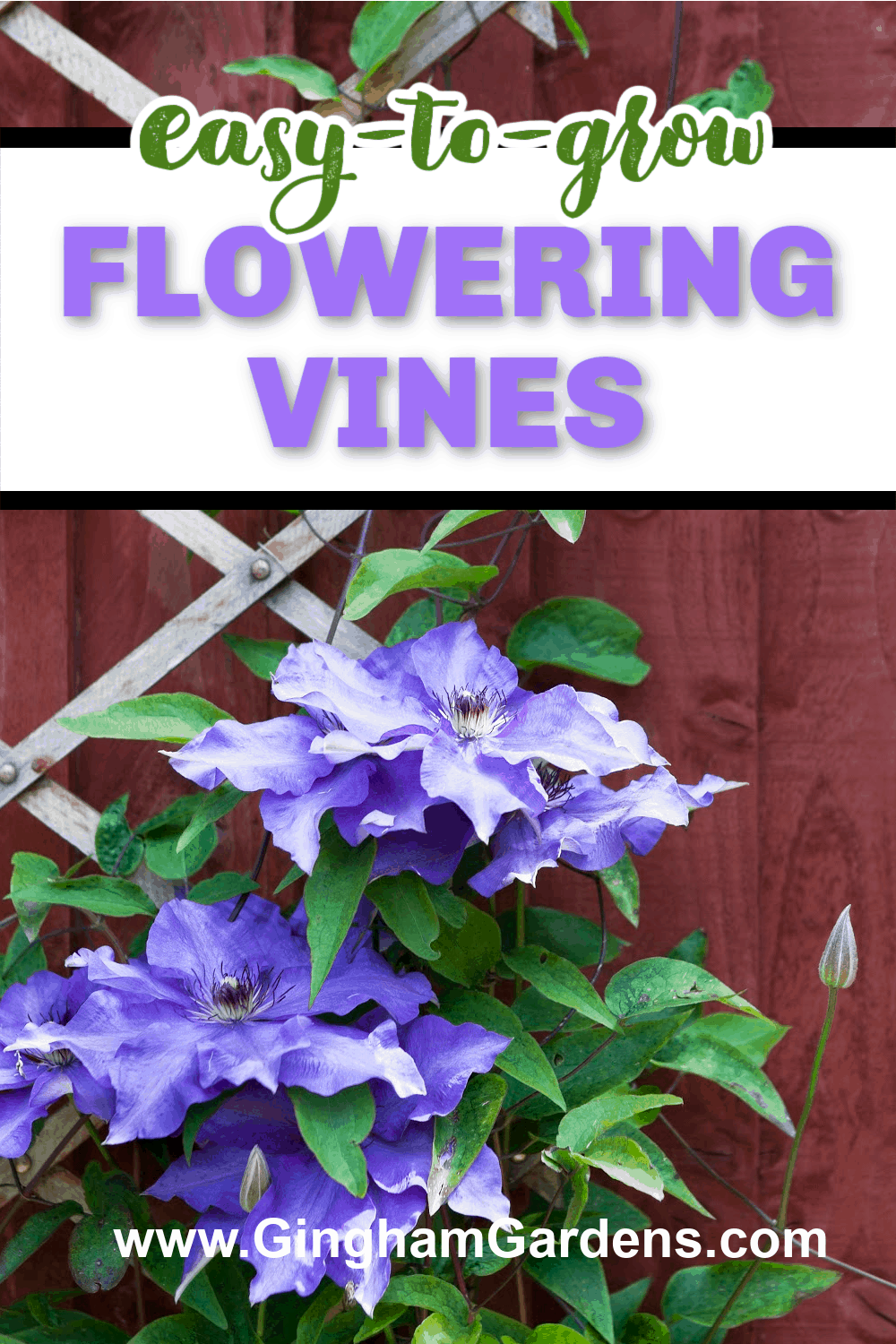 Image of a clematis vine with text overlay - Easy to Grow Flowering Vines