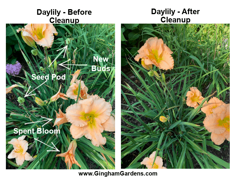 Image of a daylily before and after cleanup
