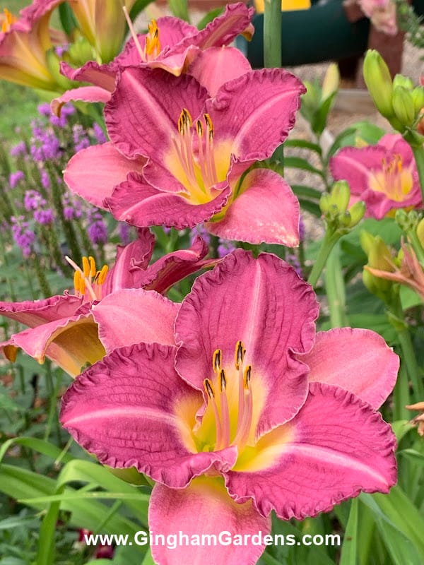 Entrapment Daylily in Tips for Growing Daylilies