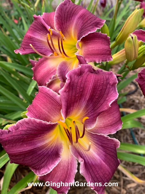 Indian Giver Daylily