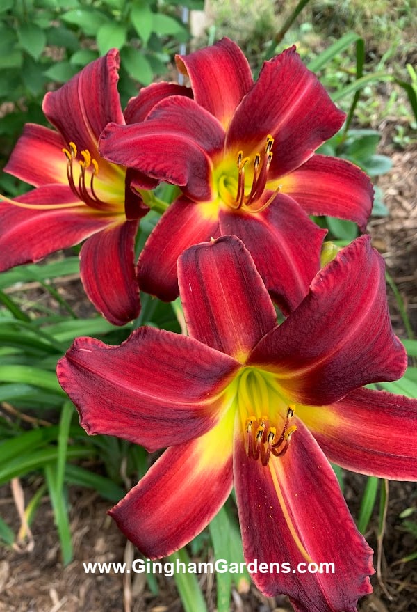 Ruby Spider Daylily in Tips for Growing Daylilies