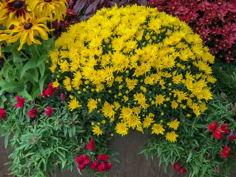 Image of fall flowers