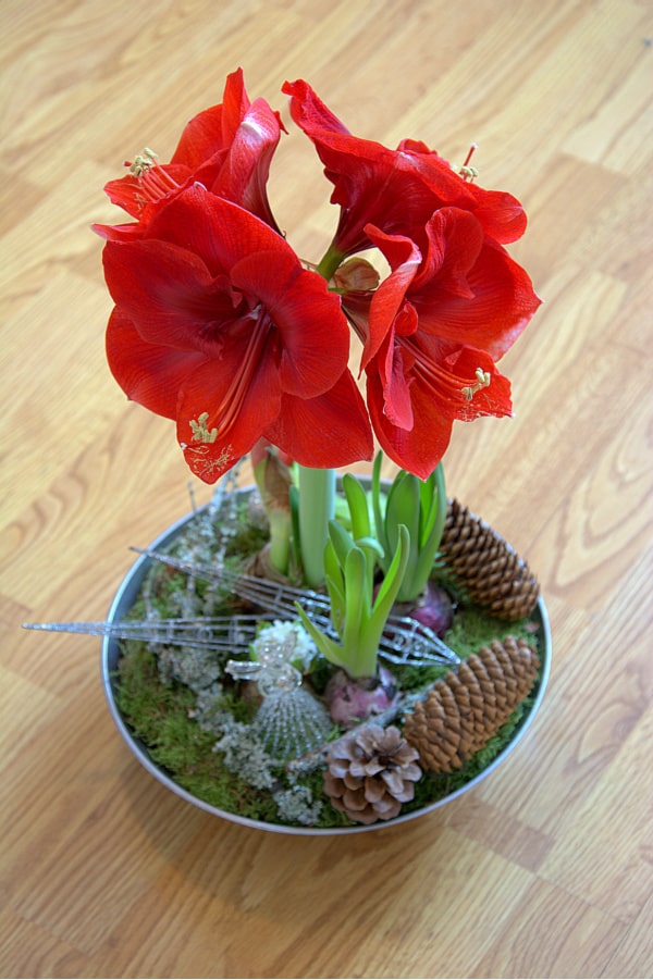 Image of a red amaryllis plant